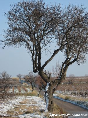 Photo d'amandier en hiver à Montblanc Hérault