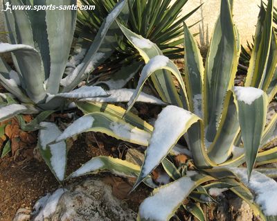 Photo d'agave sous la neige à Montblanc Hérault