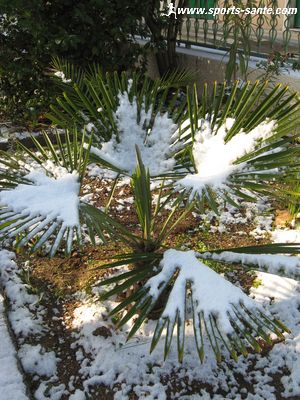 Photo de palmiers enneigés à Montblanc Hérault