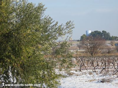 Photo d'oliviers sous la neige à Montblanc Hérault