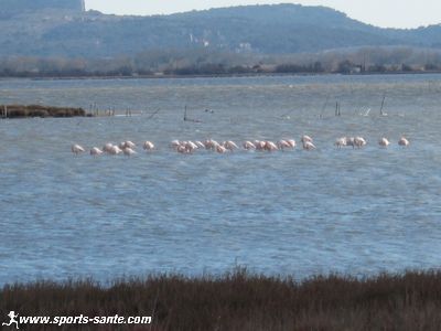 Photo de flamants roses à Peyriac dans l'Aude