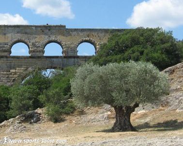 Photo d'oliviers millénaires au Pont du Gard