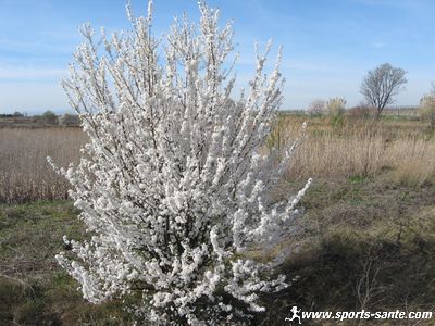 Photo d'aubépine en fleurs