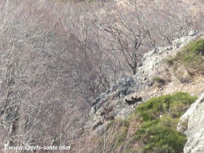 Photo de mouflons femelles dans l'Espinouse