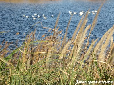 Photo de mouettes sur les retenues d'eau du Mail de Rochelongues en Hérault