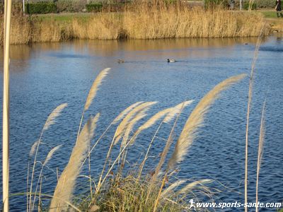 Photo de canards sauvages sur le petit lac du Mail de Rochelongues auCap d'Agde