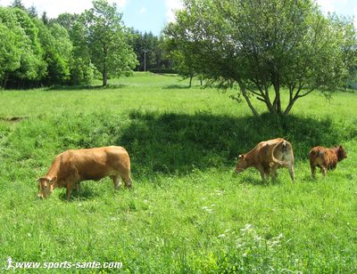 Photo de vaches