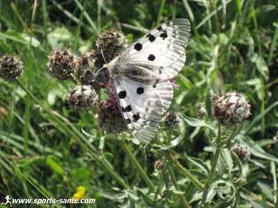 Image de papillon gris tacheté de noir