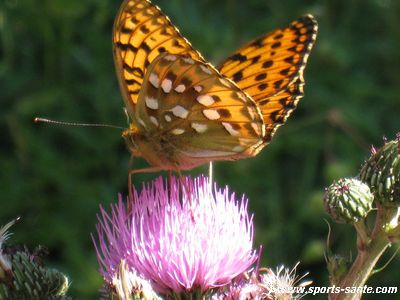 Photo de papillon orange sur une fleur