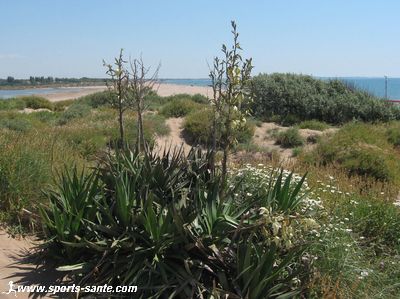Photo des dunes sur la plage de Sérignan