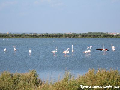 Photo de Flamants roses à Vic La Gardiole Hérault