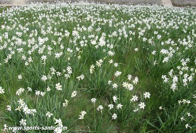 Photo des narcisses en bordure du lac de Matemale aux Angles