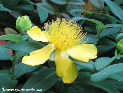 Photo Hypericum perforatum