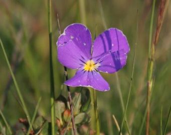 Comment soigner les boutons d'acnée naturellement par les plantes. Bardane, pensée sauvage et ortie (en gélule, infusion, décoction, EPS) - Phytothérapie