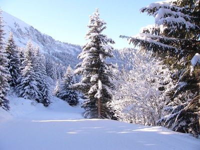 Photo de piste dans les sapins à la tania