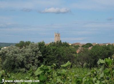 Les vignes et les oliviers à Montblanc
