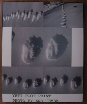 Photo d'empreinte de Yéti