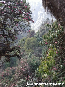 Forêt de rhododendrons au Népal