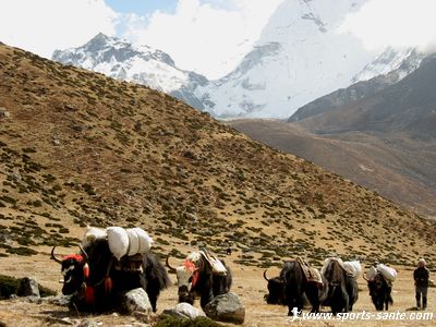 Photo de caravane de yacks au Népal