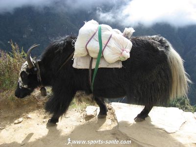 Belle photo de yak au Népal