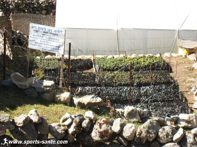 Le jardin botanique de Shomare