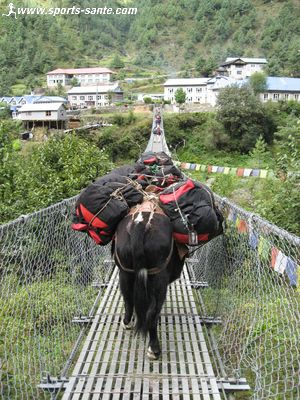 Photo de yak sur pont suspendu