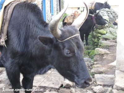 Photo de zopké au Népal