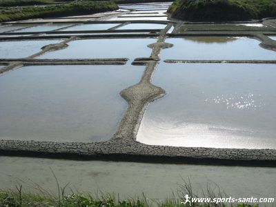 Œillets de la saline de Guérande