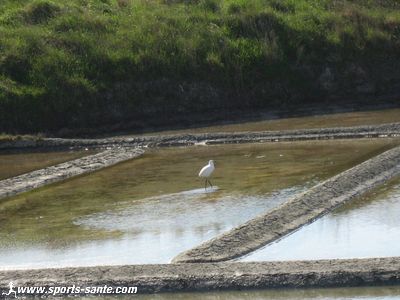 Photo d'oiseau dans les marais salants