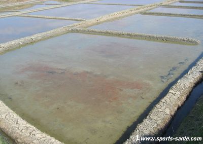 Photo de parcelle dans un marais salant