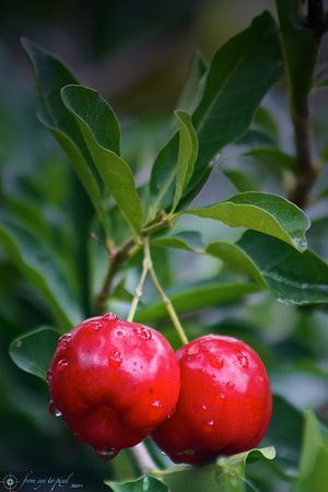 Acerola ou cerise acérole : richesse en vitamine C naturelle tonifiante et anti-infectieuse