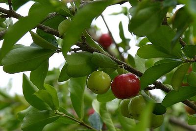 Image de fleur et fruit d'acerola