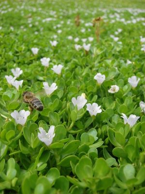 Image de Bacopa monnieri