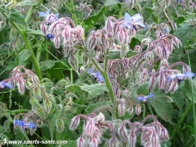 Image de bourrache