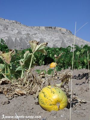 Photo de cucurbitacées