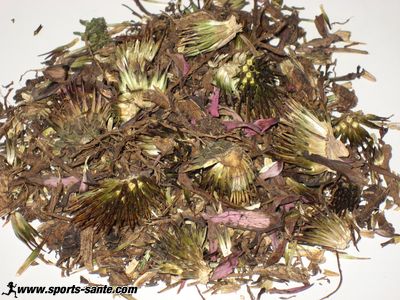 Infusion thym miel fleur d'échinacée : recette de grand mère contre le rhume, le mal de gorge et la toux. Remède naturel - Phythothérapie