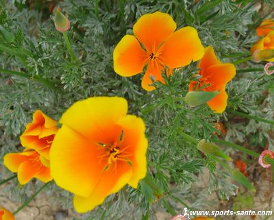 Image de fleur d'Escholtzia