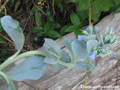 Photo de fleur d'huitre végétale