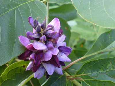 Le kudzu, poudre de racine de plante aux bienfaits utilisés dans le sevrage tabagique et alcoolique