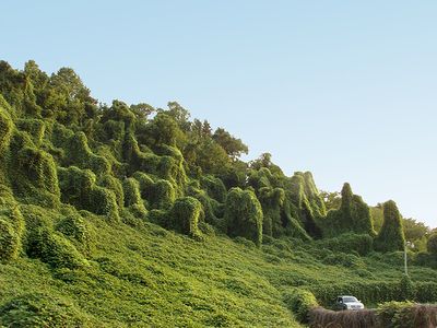 Image de kudzu Pueraria lobata