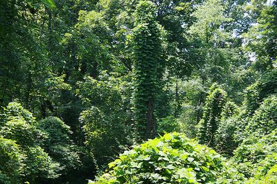 Photo de kudzu