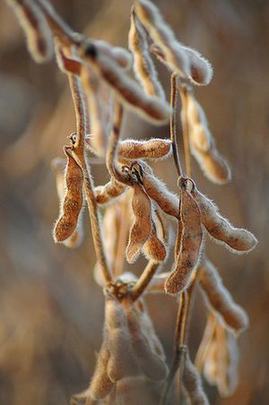 Le soja : protéines végétales et phyto hormones indiquées dans les troubles liés à la ménopause
