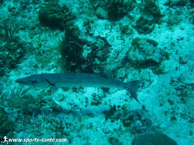 Faune sous marine en plongée à Playa del Carmen au Mexique