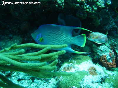 Image du poisson ange royal