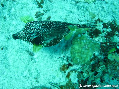 Photo de poisson coffre