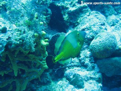 Photo du poisson lime