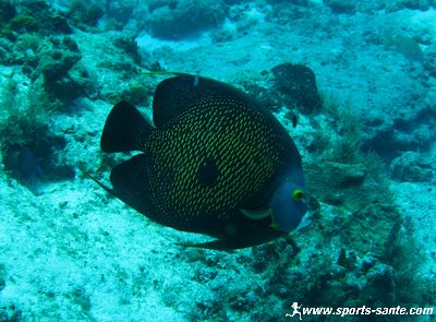 Photo de poisson ange français