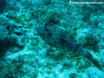 Image de poisson lime