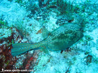 Photo de poisson vache