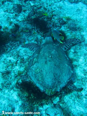 Photo de la tortue et de son poisson acolyte 